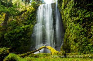 Clover-Falls-Little-River-Area-Umpqua-National-Forest-Oregon-8-300x199 Clover Falls
