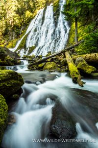 Diamond-Creek-Falls-Willamette-National-Forest-Oregon-2-200x300 Diamond Creek Falls