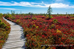 Fall-Color-im-Hochmoor-Kouchibuaguac-Nationalpark-New-Brunswick-Kanada-6-300x200 Fall Color im Hochmoor