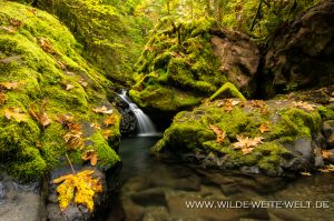 Fall-Creek-Umpqua-National-Forest-Oregon-300x199 Fall Creek