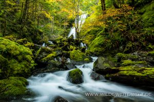 Jerry-Falls-Opal-Creek-Wilderness-Willamette-National-Forest-Oregon-11-300x200 Jerry Falls