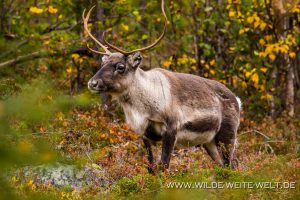 Rentiere-Muddus-Nationalpark-Schweden-300x200 Rentiere