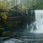 Upper-North-Falls-Silver-Falls-State-Park-Oregon Upper North Falls [Silver Falls State Park]