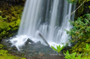 Warm-Springs-Falls-Umpqua-National-Forest-Oregon-7-300x199 Warm Springs Falls