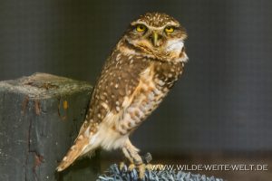 Burrowing-Owl-Bird-of-Prey-Center-Charleston-South-Carolina-300x200 Burrowing Owl