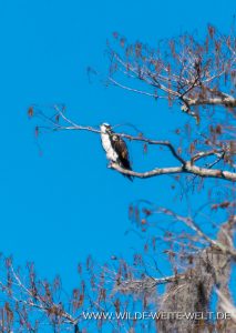 Osprey-Santee-Coastal-Reserve-South-Carolina-1-213x300 Osprey