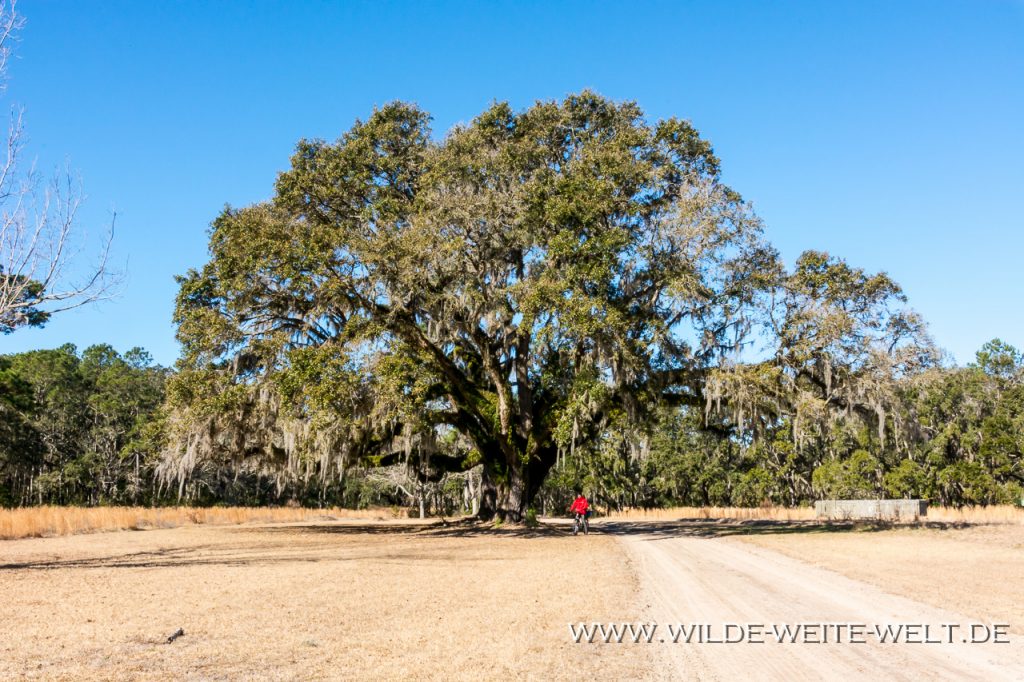 Quercus-virginiana-Santee-Coastal-Reserve-South-Carolina-3-1 Santee Coastal Reserve und Francis Marion National Forest [South Carolina]
