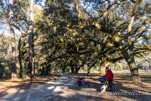 Quercus-virginiana-Santee-Coastal-Reserve-South-Carolina-3-1-300x200 Quercus virginiana