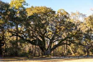 Quercus-virginiana-Santee-Coastal-Reserve-South-Carolina-6-1-300x200 Quercus virginiana