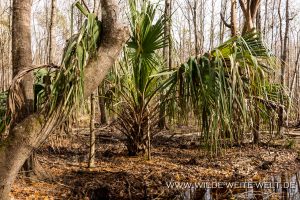 Sabal-palmetto-Ion-Swamp-Francis-Marion-National-Forest-South-Carolina-1-300x200 Sabal palmetto