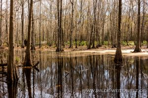 Taxodium-distichum-Ion-Swamp-Francis-Marion-National-Forest-South-Carolina-3-300x200 Taxodium distichum