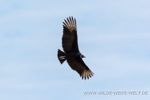 Turkey-Vulture-Bird-of-Prey-Center-Charleston-South-Carolina-1-300x200 Turkey Vulture