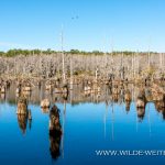 Quercus-virginiana-Santee-Coastal-Reserve-South-Carolina-3-1 Santee Coastal Reserve und Francis Marion National Forest [South Carolina]