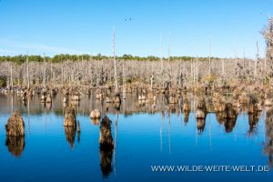 Washo-Reservoir-Santee-Coastal-Reserve-South-Carolina-3-1-300x200 Washo Reservoir