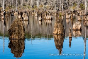 Washo-Reservoir-Santee-Coastal-Reserve-South-Carolina-4-1-300x200 Washo Reservoir