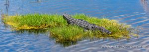 Alligator-Black-Point-Wildlife-Drive-Merrit-Island-National-Wildlife-Refuge-Florida-300x105 Alligator