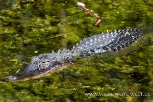 Alligator-HP-Williams-Picknick-Area-Big-Cypress-National-Preserve-Florida-300x200 Alligator