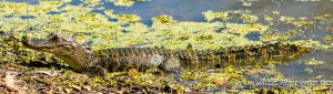 Alligator-Jungle-Gardens-Avery-Island-Louisiana-6-300x85 Alligator