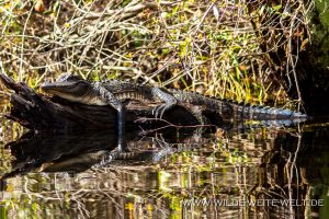 Alligator-Okefenokee-National-Wildlife-Refuge-Georgia-1-300x200 Alligator