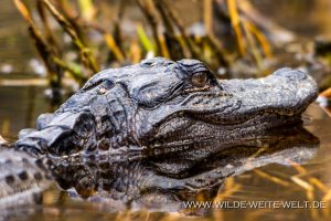 Alligator-Okefenokee-National-Wildlife-Refuge-Georgia-17-300x200 Alligator