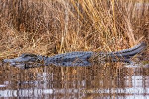 Alligator-Okefenokee-National-Wildlife-Refuge-Georgia-26-1-300x200 Alligator