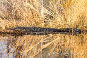 Alligator-Okefenokee-National-Wildlife-Refuge-Georgia-29-1-300x200 Alligator