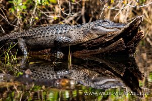 Alligator-Okefenokee-National-Wildlife-Refuge-Georgia-3-1-300x200 Alligator