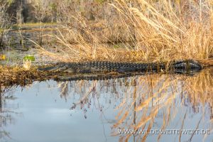 Alligator-Okefenokee-National-Wildlife-Refuge-Georgia-32-300x200 Alligator