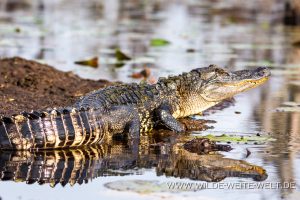 Alligator-Okefenokee-National-Wildlife-Refuge-Georgia-40-300x200 Alligator