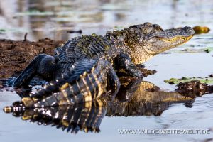 Alligator-Okefenokee-National-Wildlife-Refuge-Georgia-41-300x200 Alligator