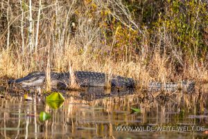 Alligator-Okefenokee-National-Wildlife-Refuge-Georgia-44-300x200 Alligator