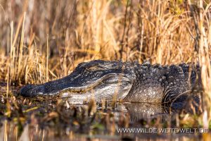 Alligator-Okefenokee-National-Wildlife-Refuge-Georgia-45-300x200 Alligator