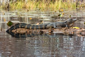 Alligator-Okefenokee-National-Wildlife-Refuge-Georgia-64-300x200 Alligator