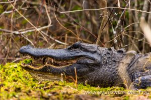 Alligator-Okefenokee-National-Wildlife-Refuge-Georgia-67-300x200 Alligator