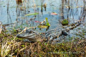 Alligator-Okefenokee-National-Wildlife-Refuge-Georgia-71-300x200 Alligator
