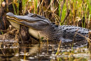 Alligator-Okefenokee-National-Wildlife-Refuge-Georgia-79-1-300x200 Alligator