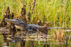 Alligator-Okefenokee-National-Wildlife-Refuge-Georgia-80-1-300x200 Alligator