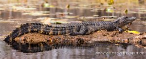 Alligator-Okefenokee-National-Wildlife-Refuge-Georgia-81-1-300x123 Alligator