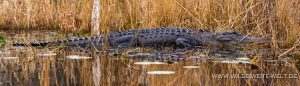Alligator-Okefenokee-National-Wildlife-Refuge-Georgia-82-1-300x86 Alligator