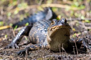 Alligator-St.-Johns-River-Blue-Springs-Ocala-National-Forest-Florida-4-1-300x200 Alligator