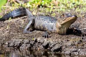 Alligator-St.-Johns-River-Blue-Springs-Ocala-National-Forest-Florida-5-300x200 Alligator