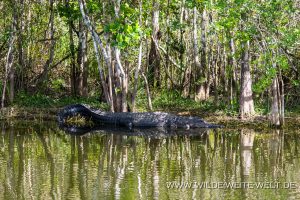 Alligator-Turner-Road-Big-Cypress-National-Preserve-Florida-300x200 Alligator