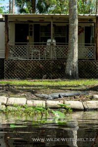 Alligator-in-Garden-Blue-Creek-Run-Ocala-National-Forest-Florida-200x300 Alligator in Garden
