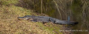 American-Alligator-Pinckney-Island-National-Wildlife-Refuge-South-Carolina-3-300x115 American Alligator