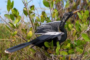 Anhinga-Black-Point-Wildlife-Drive-Merrit-Island-National-Wildlife-Refuge-Florida-2-300x200 Anhinga