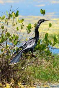 Anhinga-Black-Point-Wildlife-Drive-Merrit-Island-National-Wildlife-Refuge-Florida-3-200x300 Anhinga