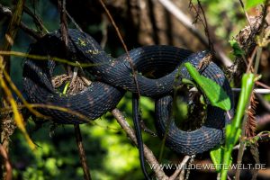 Black-Snake-Corkscrew-Swamp-Sanctuary-Florida-300x200 Black Snake