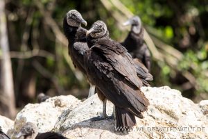 Black-Vulture-Turner-Road-Big-Cypress-National-Preserve-Florida-2-300x200 Black Vulture