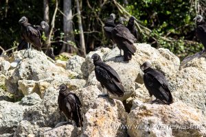 Black-Vulture-Turner-Road-Big-Cypress-National-Preserve-Florida-300x200 Black Vulture