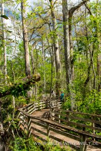 Boardwalk-Corkscrew-Swamp-Sanctuary-Florida-3-200x300 Boardwalk